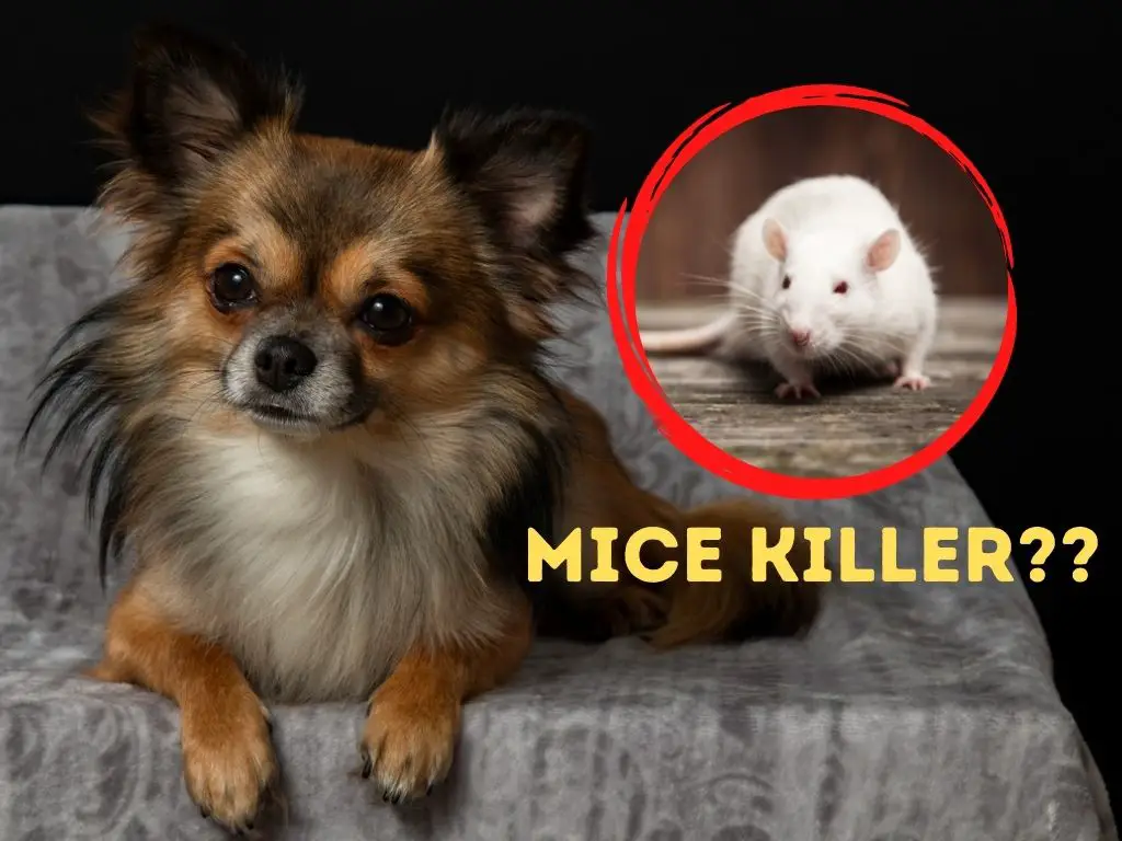 a chihuahua is sitting and a mouse is in a circle.