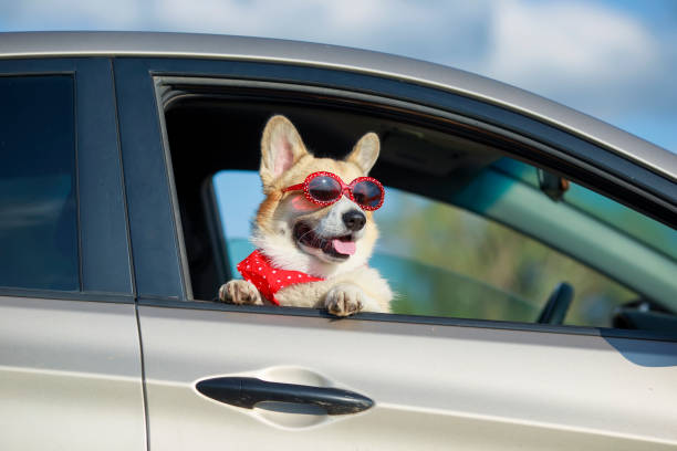 Corgi looking out of the car window on a trip