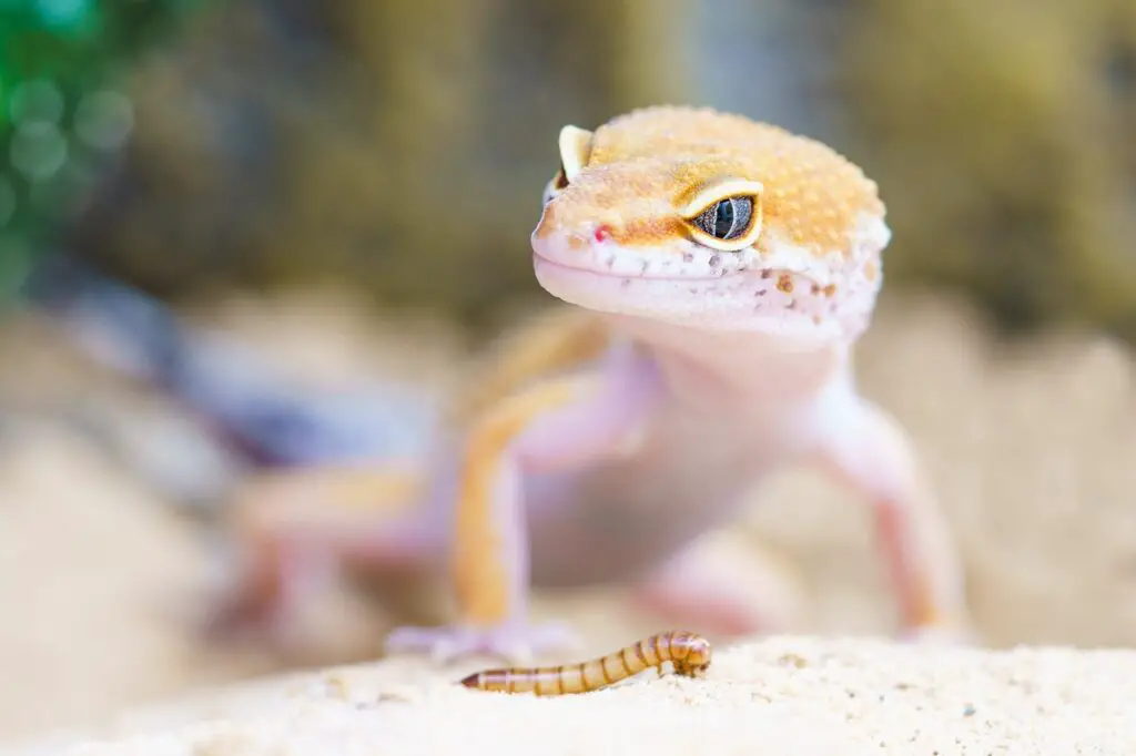 a gecko with an insect