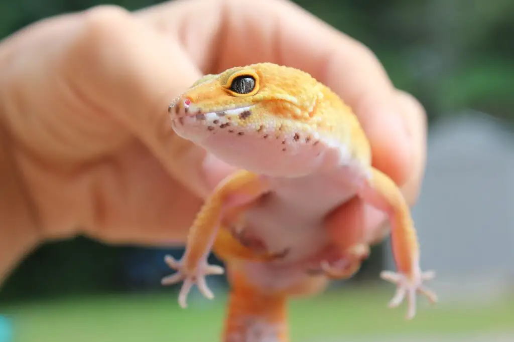 Holding a baby leopard gecko