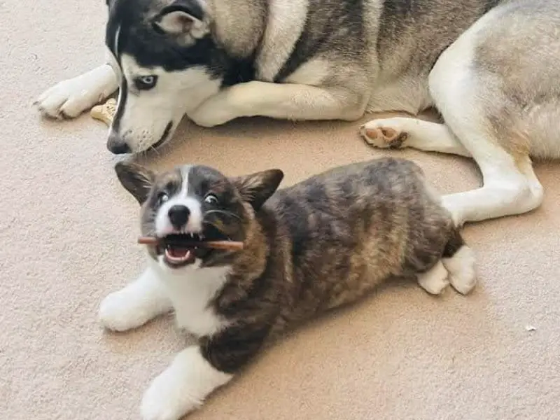 a brindle chihuahua mix laying on the floor with a Siberian husky