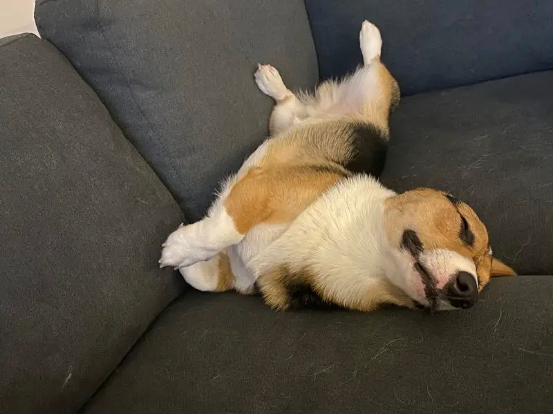 A tri color corgi with hair all over the couch