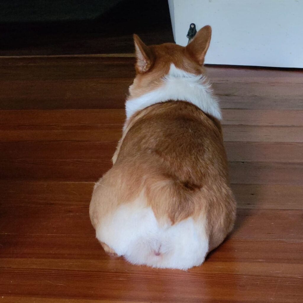 Corgi butt after a sanitary trim laying on the floor