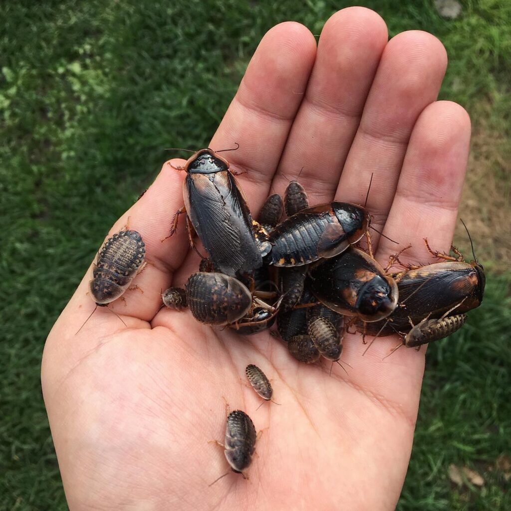 Dubia-Roaches-on-hand