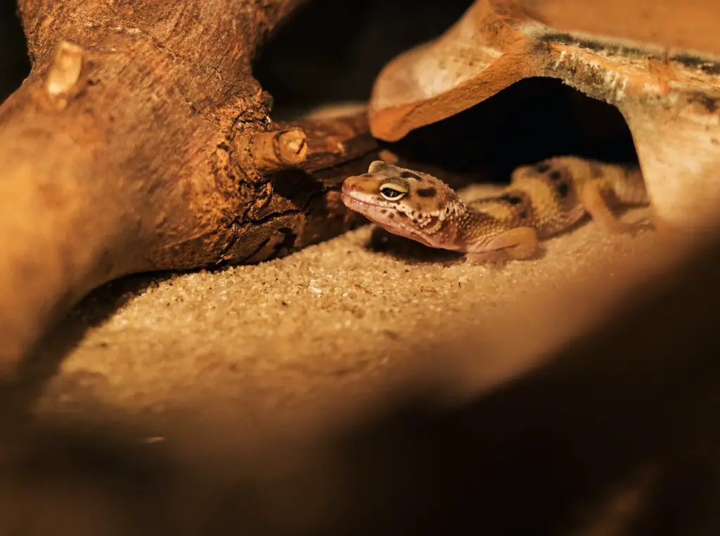 Gecko hiding under a hiding spot