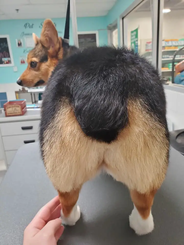 Sanitary trim at the groomers  showing a corgi butt