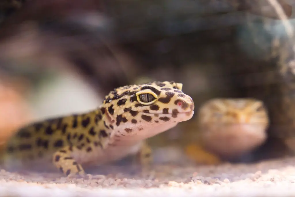 Two leopard gecko under shade