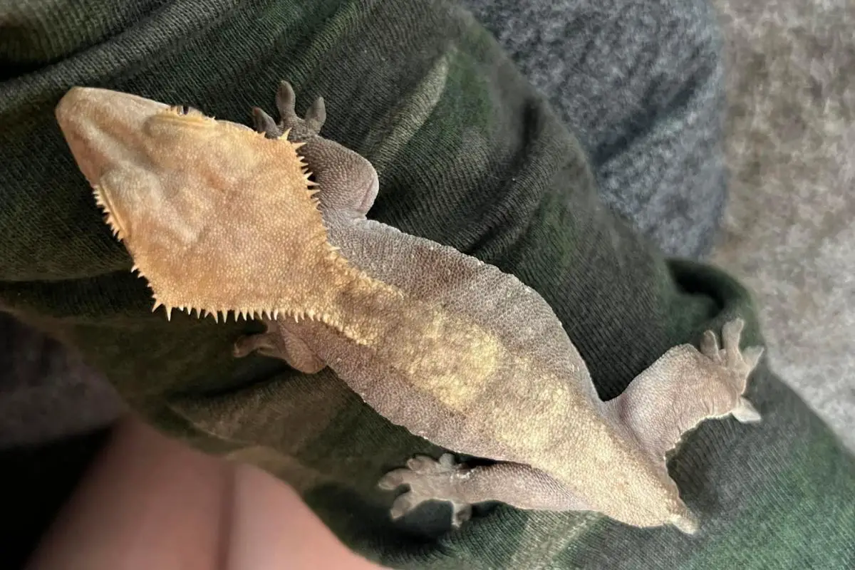 A crested gecko without tail on a man's hand