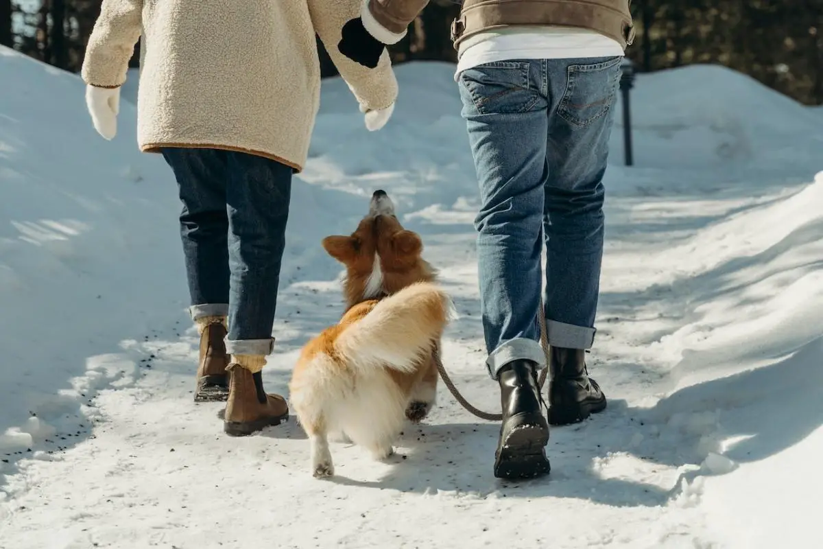 A couple is walking a corgi on snow