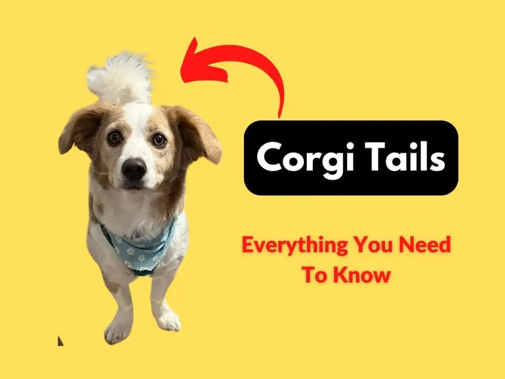 Corgi tails