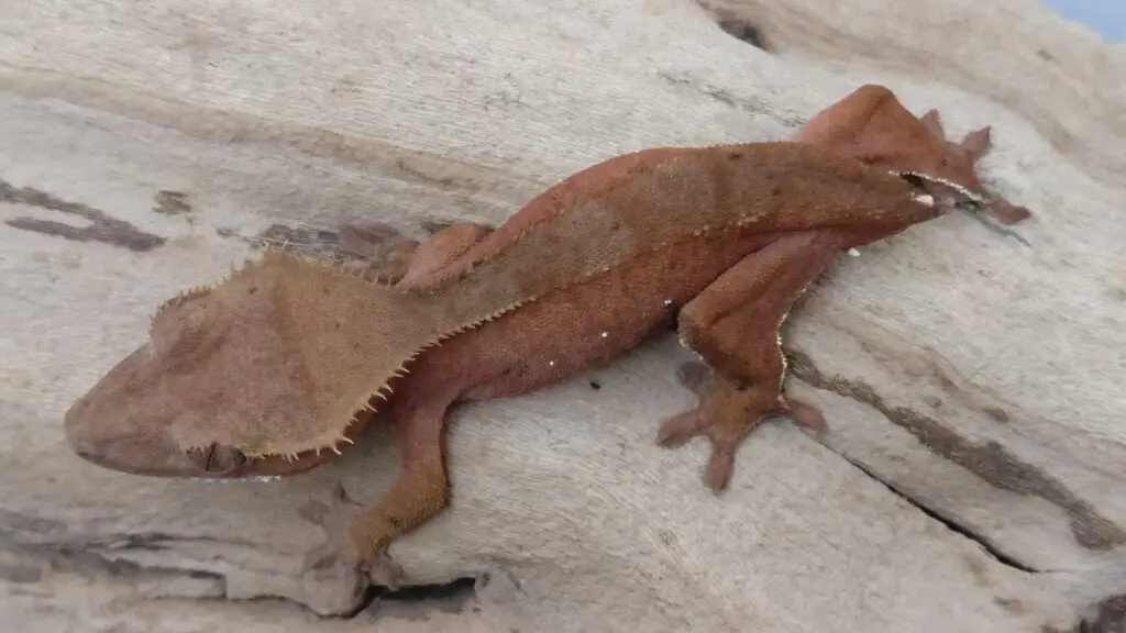 crested gecko with dropped tail
