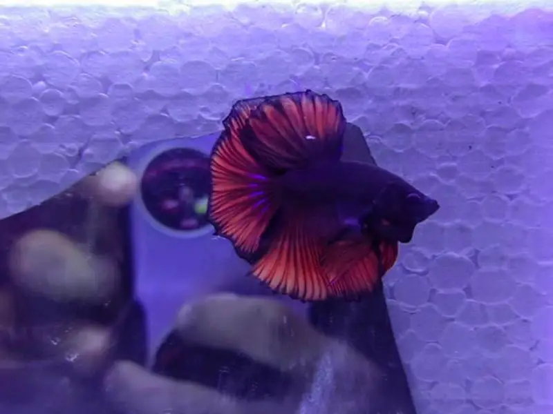 betta fish in a community tank living with other fish