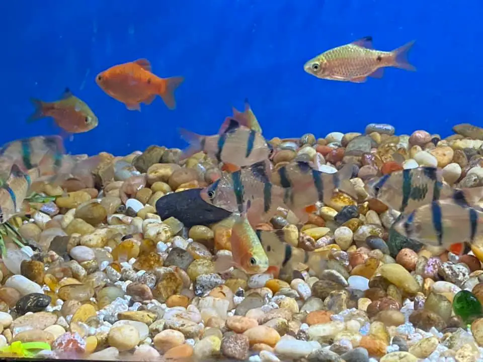 tiger barbs in a community fish tank