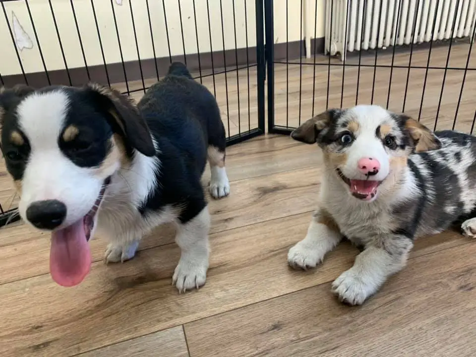 A tricolor corgi puppy (left) with a blue merle corgi puppy (right)