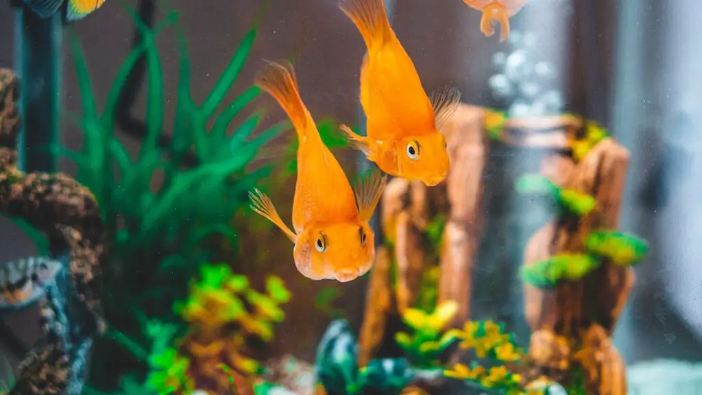 goldfish in goldfish tank with added aquarium salt water