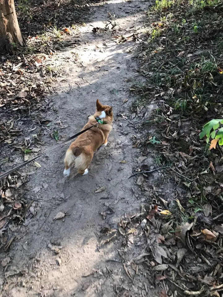 a corgi hiking down a trail