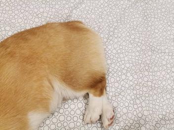 how long are corgis legs