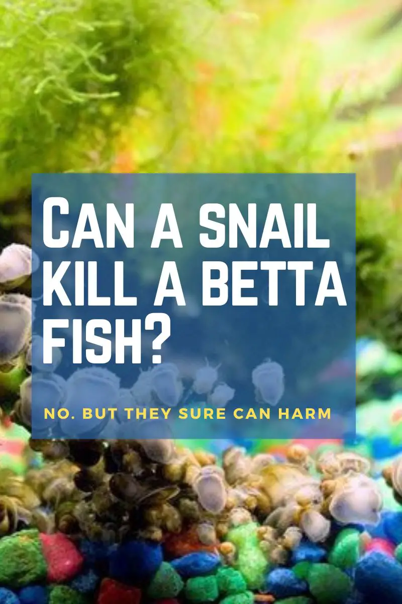 Can a snail kill a betta fish