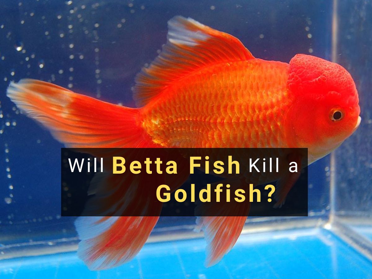 will betta fish kill a goldfish?