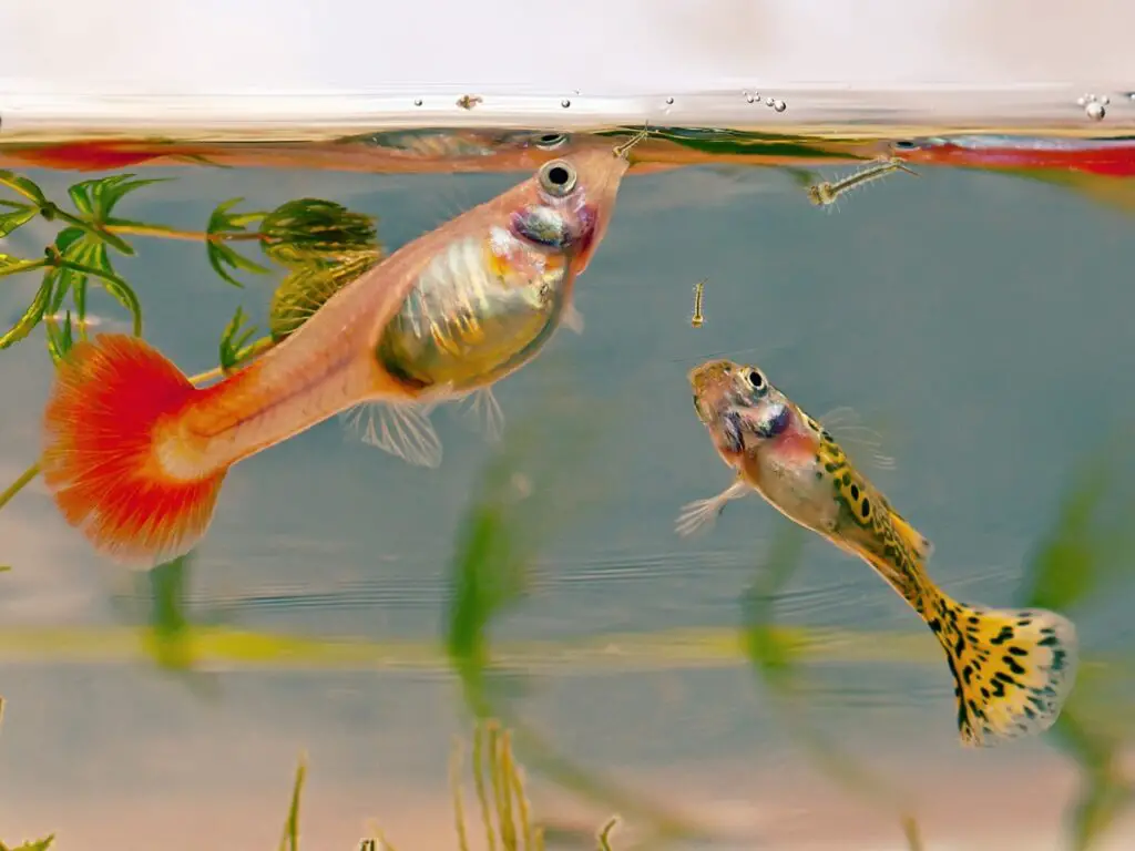 Two guppy fish are eating mosquito larvae