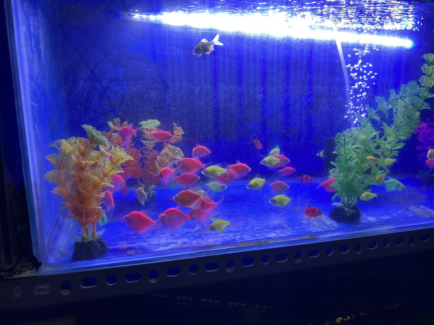 Glofish in tank
